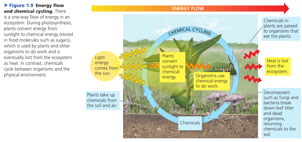 Energy and Chemicals in an Ecosystem