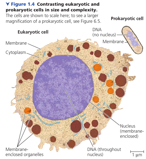 Contrasting Eukaryotic and Prokaryotic cells