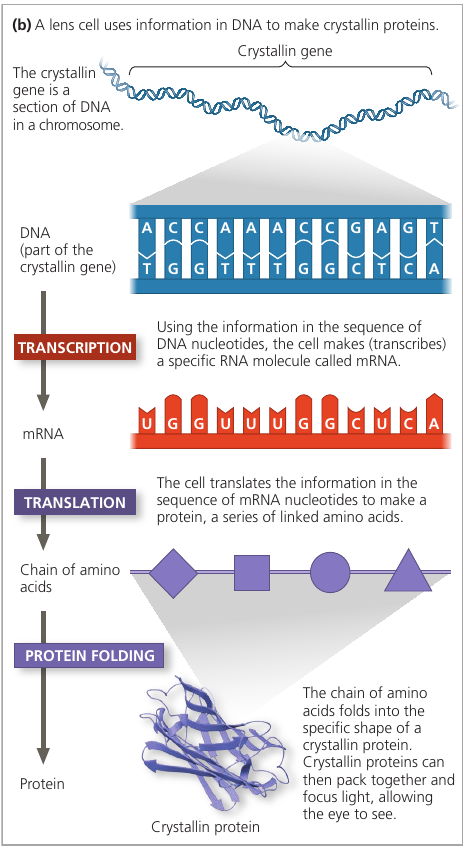 Gene Expression