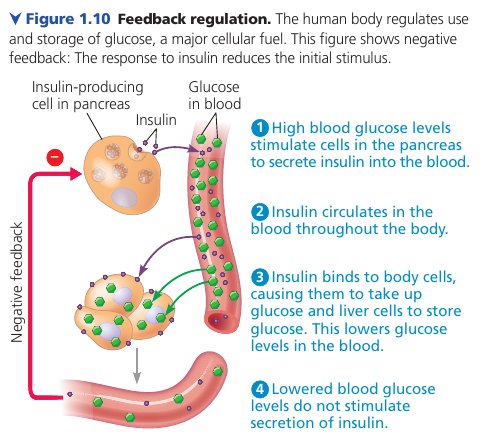 Negative Feedback Example with Glucose