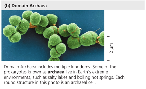 Domain Archaea