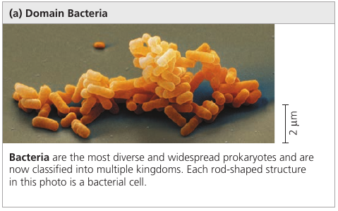 Domain Bacteria