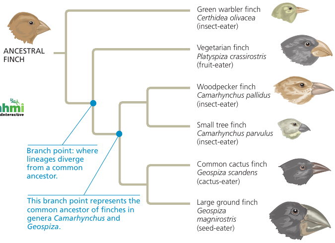 Galapagos Finches