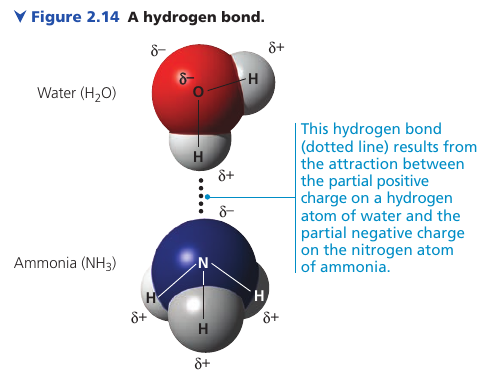 A hydrogen bond between water and ammonia