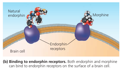 Binding to endorphin receptors