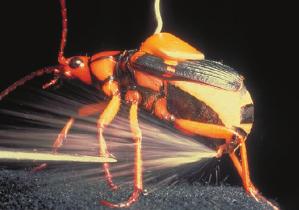 Bombardier Beetle