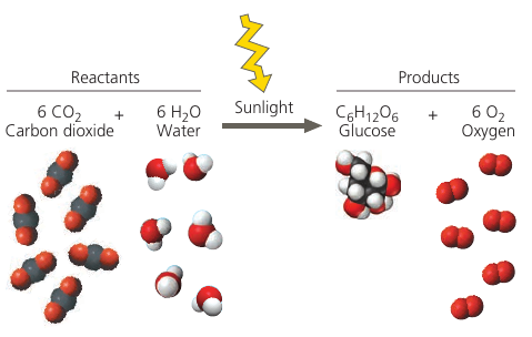 Photosynthesis