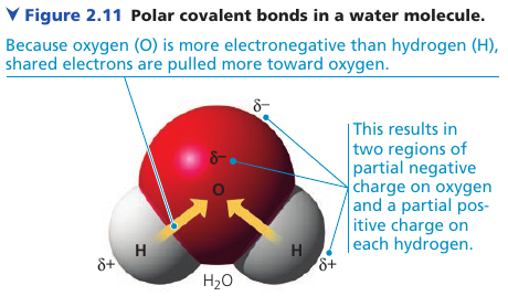 Polar covalent bonds in a water-molecule