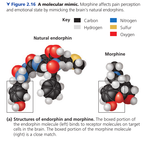 Structure of endorphin and heroin