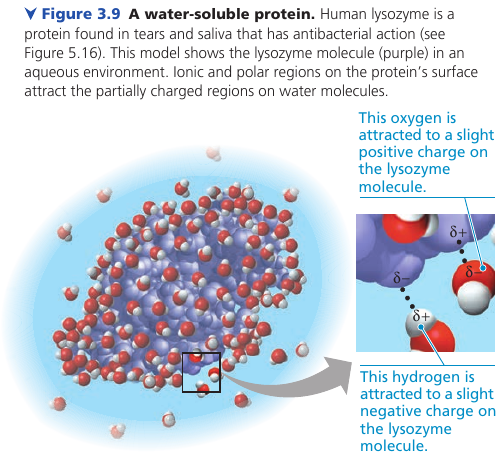 A water-soluble protein