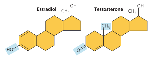 Estradiol and Testosterone