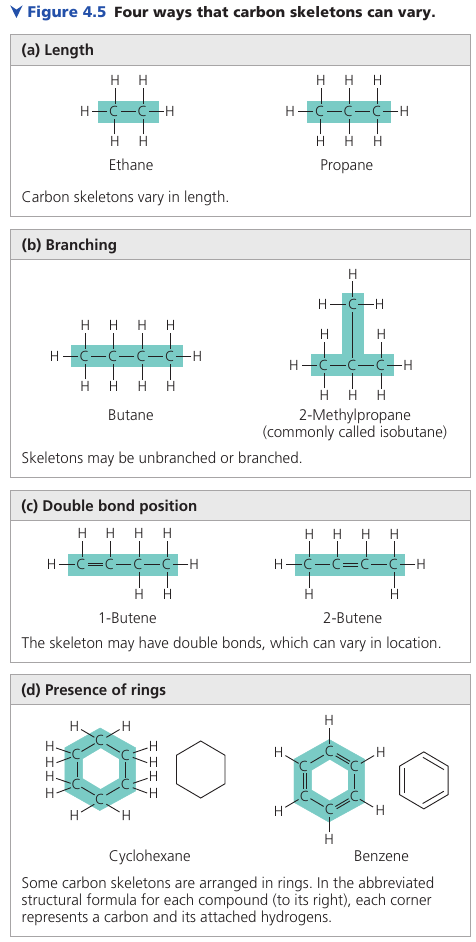 Four ways that carbon skeletons can vary