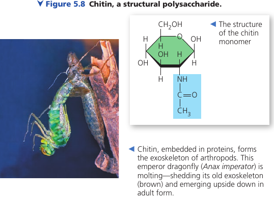 Chitin